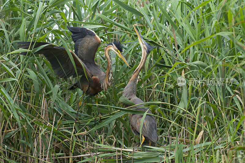 巢中的紫鹭夫妇(Ardea purpurea)